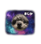 家にいる猫と犬日常会話スタンプ（個別スタンプ：9）