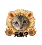 家にいる猫と犬日常会話スタンプ（個別スタンプ：14）