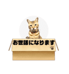 家にいる猫と犬日常会話スタンプ（個別スタンプ：15）