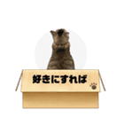 家にいる猫と犬日常会話スタンプ（個別スタンプ：16）