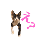LaToNeRuさんちのこMiMi編（個別スタンプ：2）