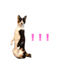 LaToNeRuさんちのこMiMi編（個別スタンプ：3）