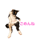 LaToNeRuさんちのこMiMi編（個別スタンプ：6）