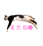 LaToNeRuさんちのこMiMi編（個別スタンプ：7）