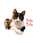 LaToNeRuさんちのこMiMi編（個別スタンプ：8）