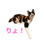 LaToNeRuさんちのこMiMi編（個別スタンプ：10）