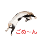 LaToNeRuさんちのこMiMi編（個別スタンプ：11）