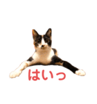 LaToNeRuさんちのこMiMi編（個別スタンプ：12）