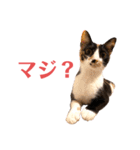 LaToNeRuさんちのこMiMi編（個別スタンプ：13）