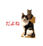 LaToNeRuさんちのこMiMi編（個別スタンプ：14）