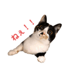 LaToNeRuさんちのこMiMi編（個別スタンプ：19）