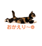 LaToNeRuさんちのこMiMi編（個別スタンプ：20）