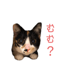 LaToNeRuさんちのこMiMi編（個別スタンプ：21）