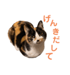 LaToNeRuさんちのこMiMi編（個別スタンプ：24）