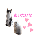 LaToNeRuさんちのこMiMi編（個別スタンプ：25）