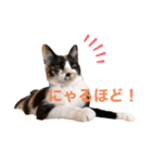 LaToNeRuさんちのこMiMi編（個別スタンプ：27）