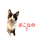LaToNeRuさんちのこMiMi編（個別スタンプ：28）
