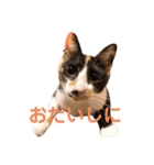 LaToNeRuさんちのこMiMi編（個別スタンプ：30）