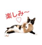 LaToNeRuさんちのこMiMi編（個別スタンプ：31）
