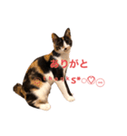 LaToNeRuさんちのこMiMi編（個別スタンプ：32）