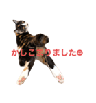 LaToNeRuさんちのこMiMi編（個別スタンプ：35）