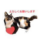 LaToNeRuさんちのこMiMi編（個別スタンプ：37）