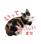LaToNeRuさんちのこMiMi編（個別スタンプ：40）