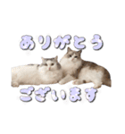 りずとそにー。（個別スタンプ：1）
