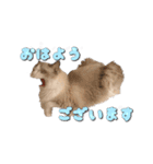 りずとそにー。（個別スタンプ：13）