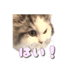 りずとそにー。（個別スタンプ：20）