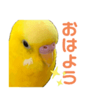 たまとなかまたち（個別スタンプ：1）