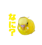 たまとなかまたち（個別スタンプ：2）