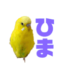たまとなかまたち（個別スタンプ：5）
