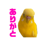 たまとなかまたち（個別スタンプ：10）