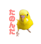 たまとなかまたち（個別スタンプ：12）