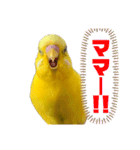 たまとなかまたち（個別スタンプ：14）
