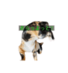 こけニャンスタンプ♫（個別スタンプ：7）