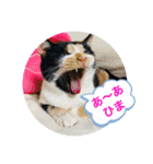 こけニャンスタンプ♫（個別スタンプ：9）