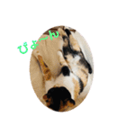 こけニャンスタンプ♫（個別スタンプ：13）