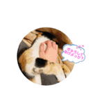 こけニャンスタンプ♫（個別スタンプ：14）