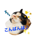 こけニャンスタンプ♫（個別スタンプ：21）
