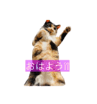 こけニャンスタンプ♫（個別スタンプ：23）