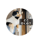 こけニャンスタンプ♫（個別スタンプ：24）