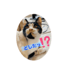 こけニャンスタンプ♫（個別スタンプ：26）