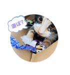 こけニャンスタンプ♫（個別スタンプ：30）