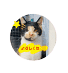 こけニャンスタンプ♫（個別スタンプ：32）