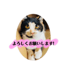こけニャンスタンプ♫（個別スタンプ：33）