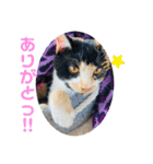 こけニャンスタンプ♫（個別スタンプ：34）