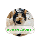 こけニャンスタンプ♫（個別スタンプ：35）