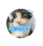 こけニャンスタンプ♫（個別スタンプ：36）